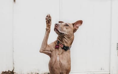 Mogen osteopaten nog werken?